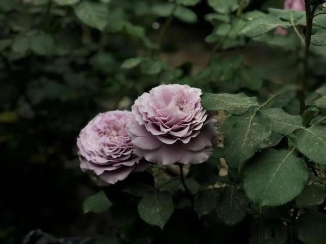 圆滚滚的绣球，瀑布般的花墙，这届花友也太会种花了吧