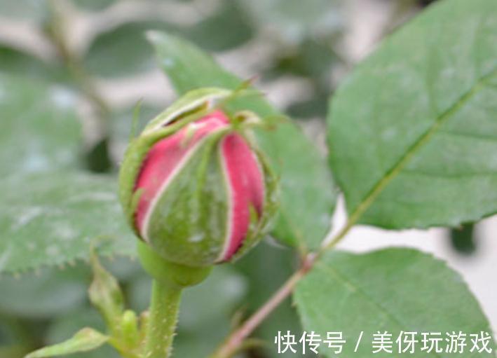 月季花开不好,是你还没明白这些,只要此样做,花朵开得又大又美