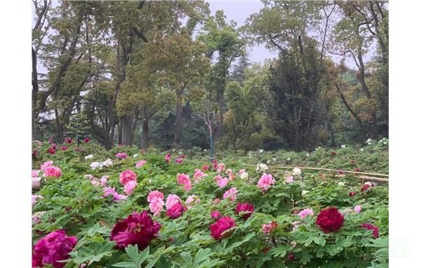 上海植物园牡丹绽放 助力2021上海（国际）花展