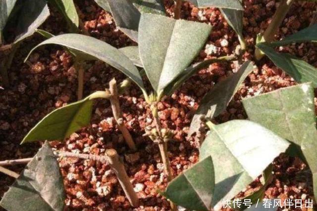 春天不会扦插?搞明白这5点,插一根枝条,就能获得一盆漂亮的花