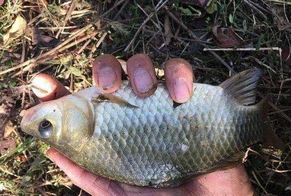 钓鱼鲫鱼都分布在哪里,有什么需要注意的地方吗