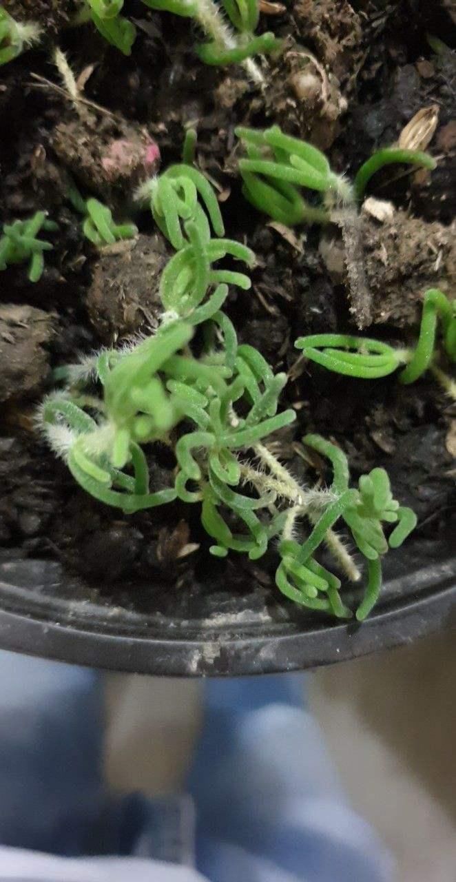 4种“徒神”多肉,太容易徒长,心累