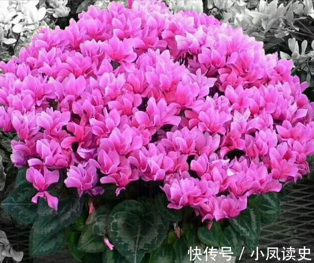 6种“富贵花”天生怕晒,客厅没光照,照样开满花,吉利旺家