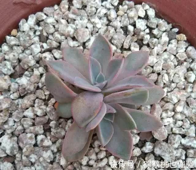 多肉太妃糖和初恋很相似,不仔细区分让人笑话,假花友容易入坑