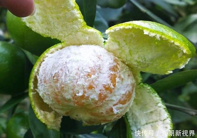 男女|食盐加上橘子皮，喝一次能省下几百元，解决了男女的大难题！