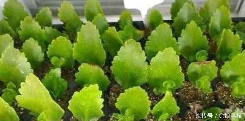 家里养4种花,只用叶子就能插活,方法也简单