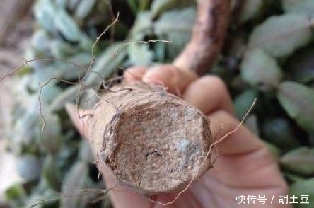 盆栽|婆婆在家盆栽山药,成熟后却长成这样,全家简直乐坏了!