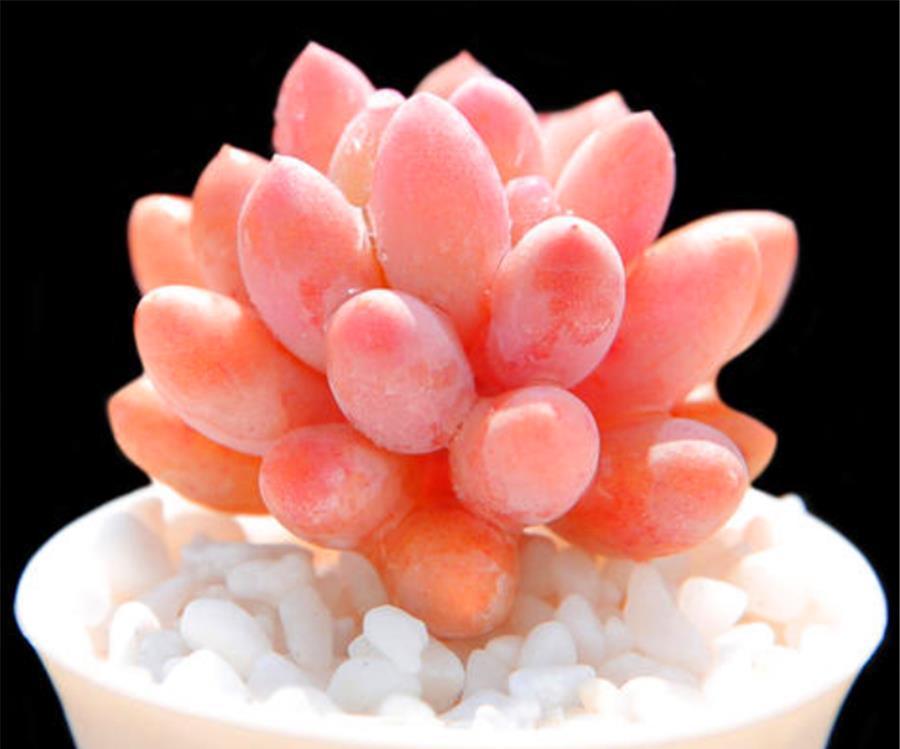 春天养多肉,3件事情要巧做,学会了侧枝新芽蹭蹭长,轻松爆盆