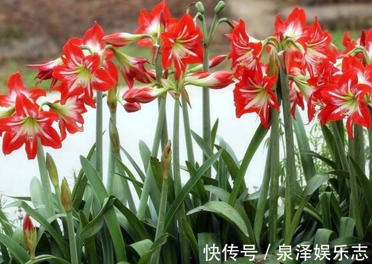 爆盆|朱顶红不开花走好“3小步”，瞬间就“爆盆”，花开一朵朵特美