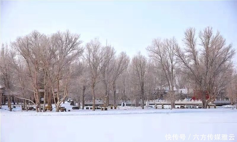 胡杨林|金塔下雪了，我们一起去金塔沙漠胡杨林踏雪可好