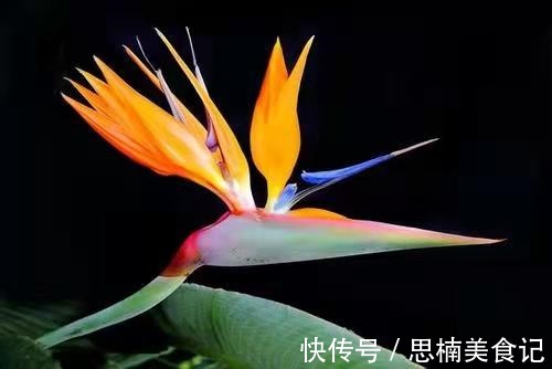 8种贵货花,见过的人真不多,见过3种就是“见多识广”