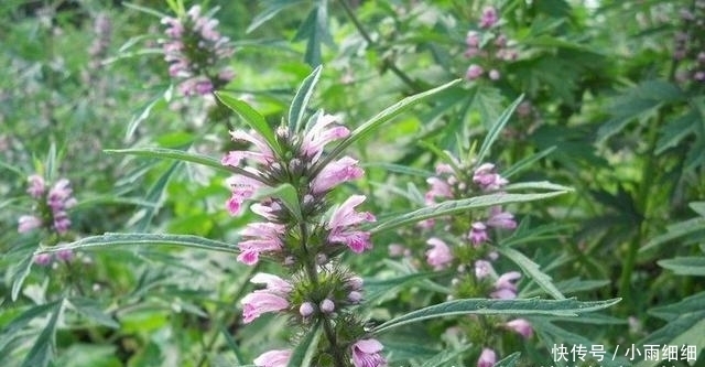 野草|提个醒:在路边遇到这种野草,一定要摘回家,现在了解还不迟