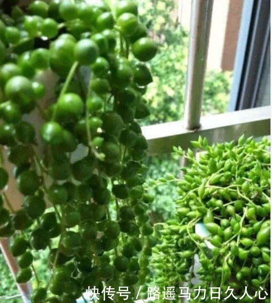 5种花很好养,耐热耐晒更耐旱,开花爆盆很漂亮,越养越喜欢