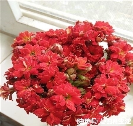 侧芽|只用一招,长寿花长得又矮又茂盛,开花刹不住