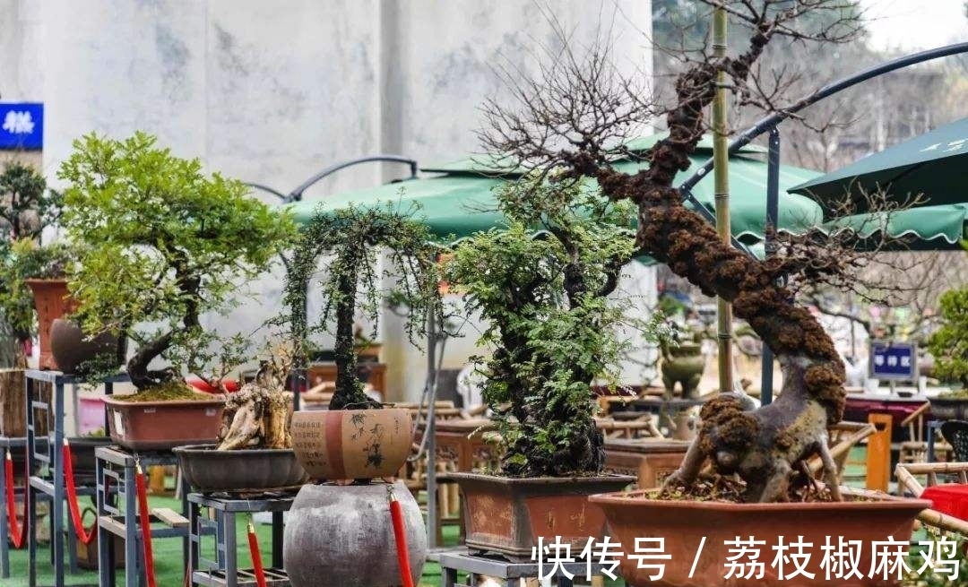 养花久了,可以栽培这6种树,培养成盆景,不仅好看,而且价值高