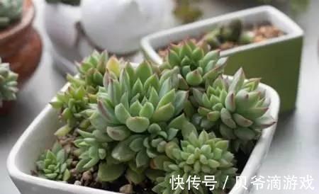 普货|水和光多少是适量，50种常见多肉植物度夏攻略