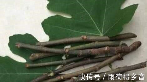 树枝|做无花果扦插，时间一定要“掐准”，插一棵活一棵，不愁没吃的！
