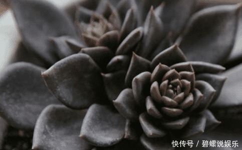 梦椿子|这些多肉植物好看又好养，有着吉祥如意的寓意！为你带来好兆头