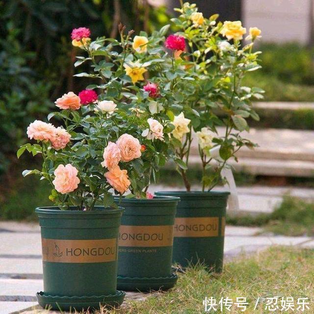 微型月季刚买回家,不会浇水,小心花苞掉光光,没花看!