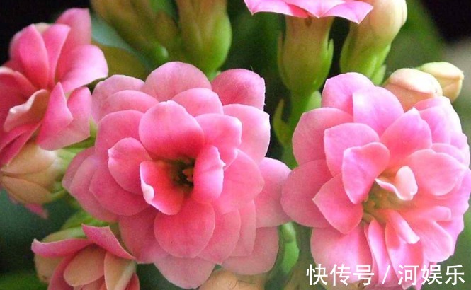 小喇叭状|适合新手养的话,堪称开花神器,耐光照耐旱,随便养都开爆盆