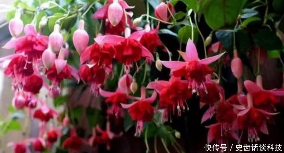 卧室就养“3种花”,赏心悦目,清香安神,改善睡眠质量