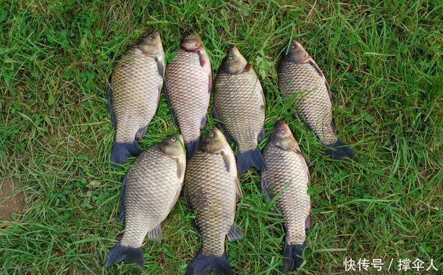 相同饵料相同线组,只因一把剪刀就多出半数渔获---皇禾钓具