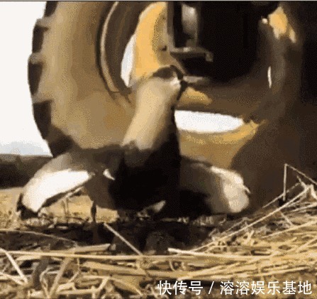 母親|趙菁被老虎拖走后,母親奮不顧身丈夫猶豫,并不是丈夫窩囊