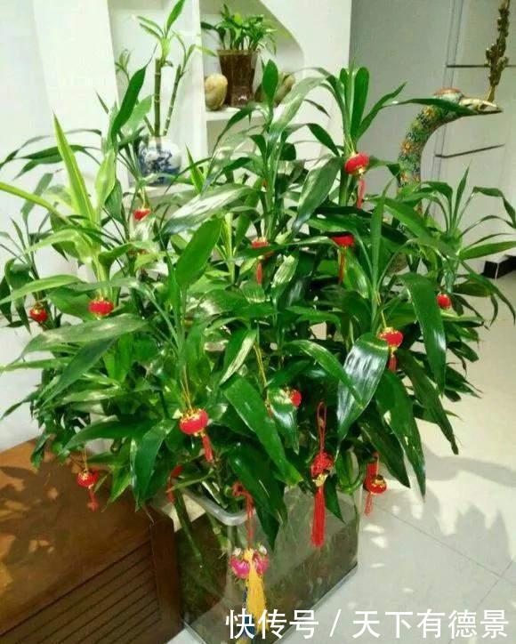 富贵竹|富贵竹黄叶黑杆,水里加点料,2周生根冒新叶!