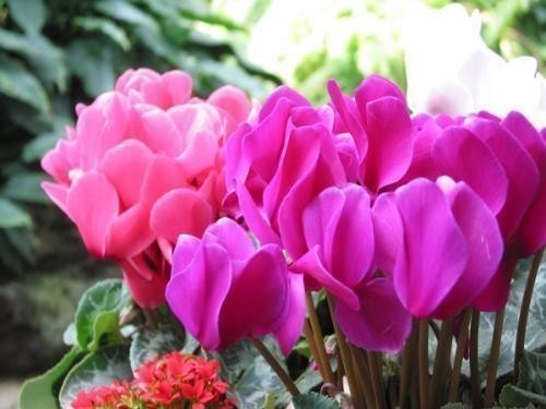 不要再随便给花喷水了，并不是所有的盆栽都适合喷水！