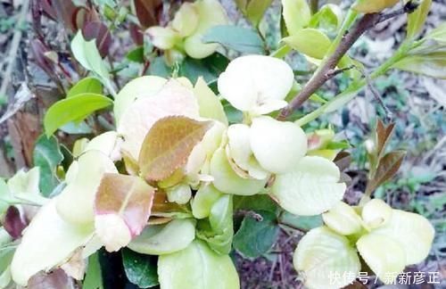 中薪|它是茶树上难得的好东西,城里人花钱都难买,农民却对它恨之入骨