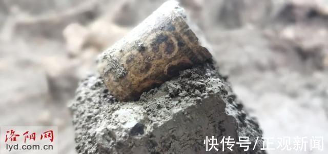 墓葬|洛阳徐阳墓地又有新发现!车马坑发现多具完整马骨