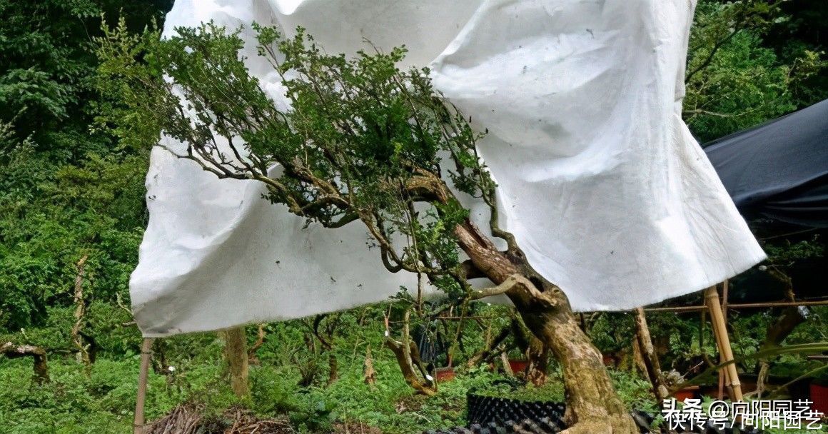 黄叶|三十年前，1棵黄杨上万块，现如今，1棵黄叶十几块，玩坏的盆景