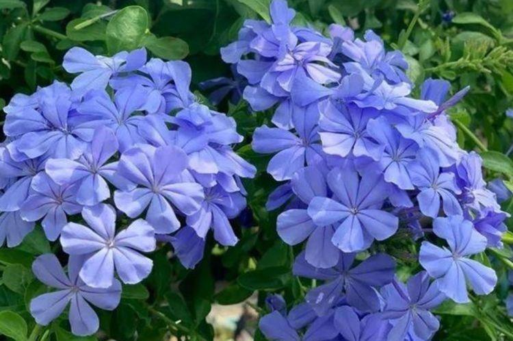 几款花卉,全年开花不停,花开芳香四溢,又美又迷人