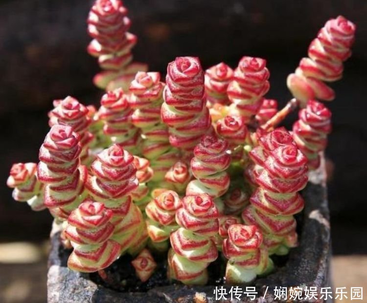 鸿运当头|家里就养3种花,高端大气又旺财,2021年鸿运当头,福运迎门!