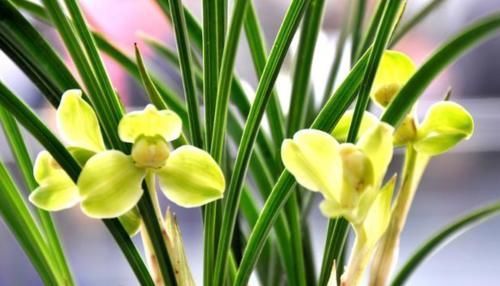 怎样让兰花长出更多的水晶头?老兰友:只需牢记4点