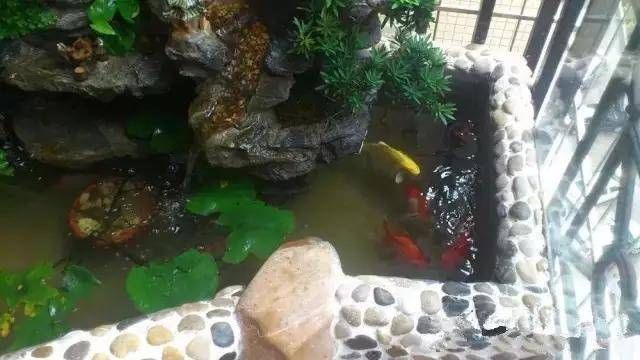 邻居们|公公爱养鱼,亲自在阳台上用砖砌个鱼池,邻居们都跑来投诉