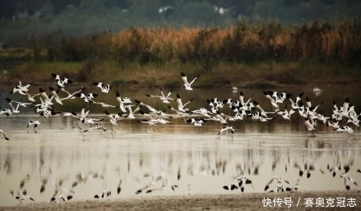 南沙|打卡新去处！南沙湿地观鸟平台开放啦