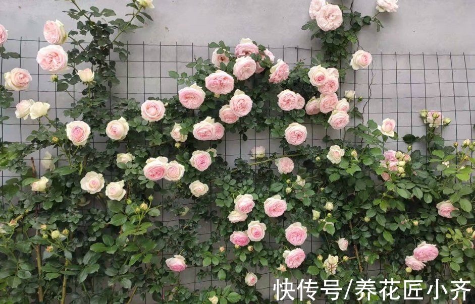 漂亮|适合庭院养的4种花，夏天冬天都不怕，开花漂亮，南北方都能种