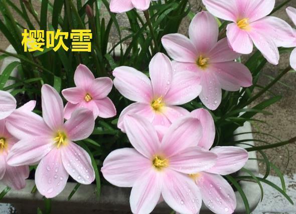 不怕晒的花,晒得越狠,花苞越多