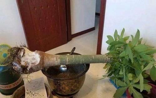 烂根|这4种花最“喜水”，水浇多了也不烂根，保证长得更好