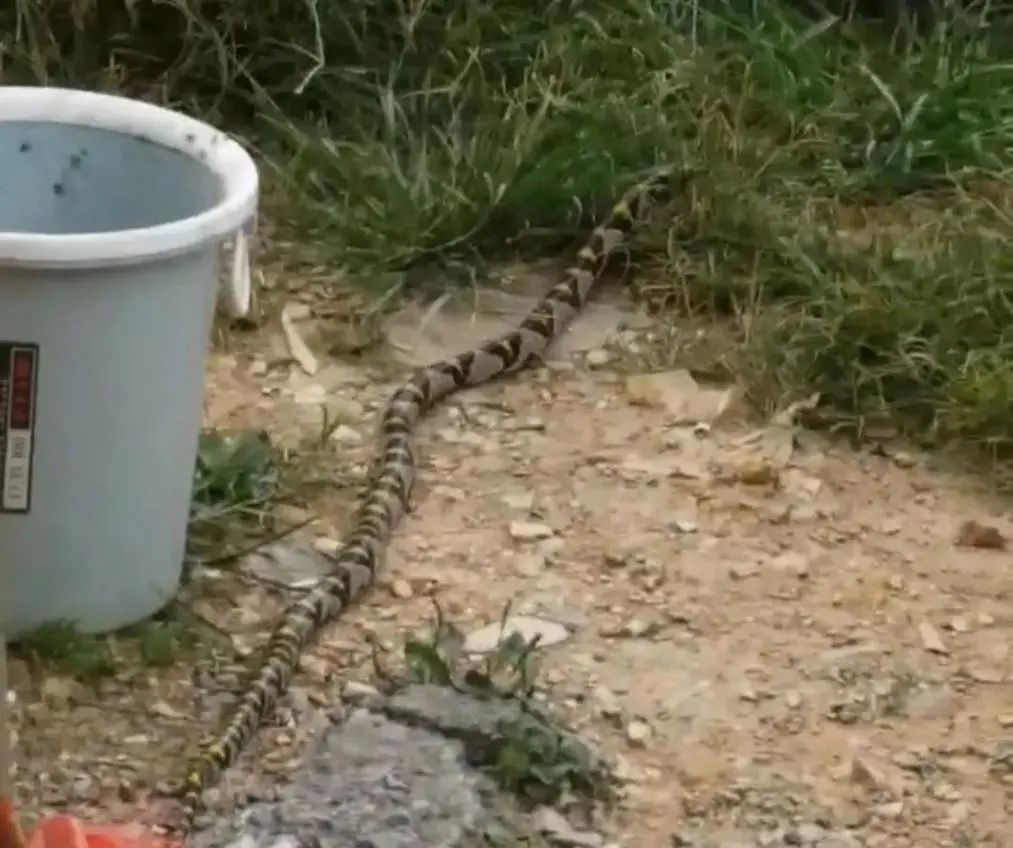 “你眼睛里有只蚂蟥！3厘米长的！”|万象 | 巡逻