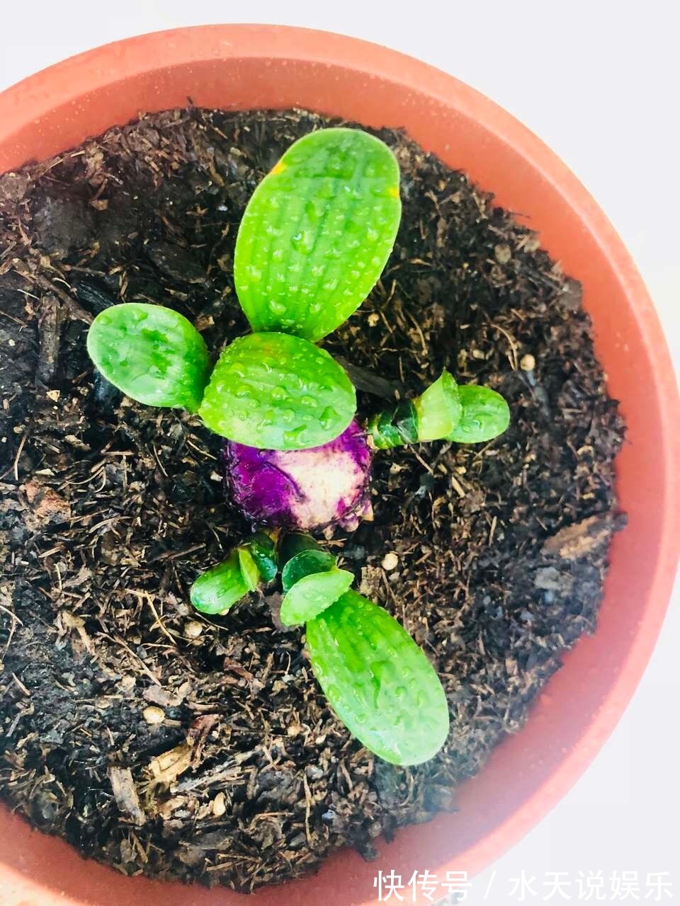 养君子兰2年，不长新叶和新芽，学好5招，蹭蹭长爆盆，一学就会