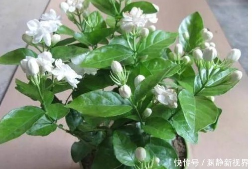 茉莉性|最厉害的养花营养液给茉莉花喝一勺，新芽抽不停，花蹭蹭的开！