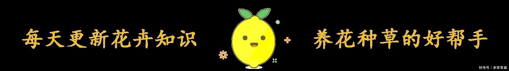 空调|3种耐晒的绿植盆栽,养在空调房,净化空气颜值高