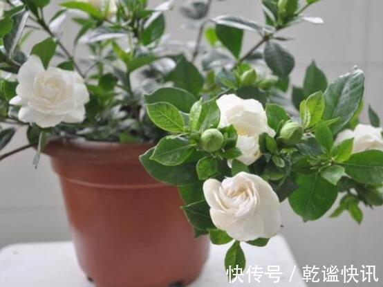 养栀子花，几个“小技巧”，三年养成树，开花满枝，芳香又美丽！