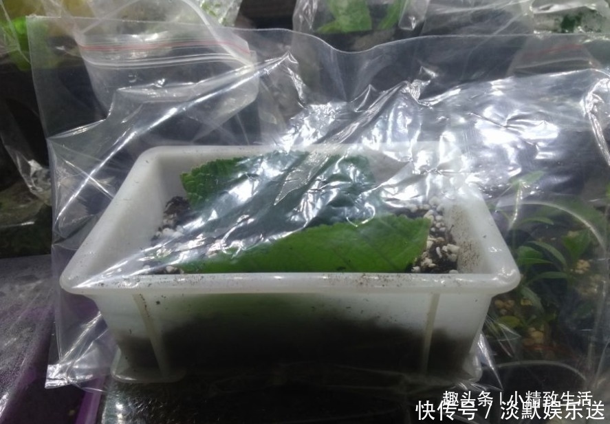 叶子|这种花,摘片叶子划2刀,插土里20天爆小苗,花大形美、颜色艳