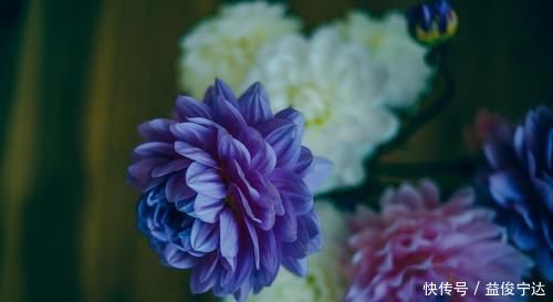 此花是世界名贵的花卉,有着大吉大利的寓意,不过也有黑暗的一面