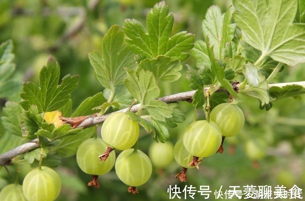 养颜|女人常食此果好处数不来，每天食几个，养血养颜，气色越来越红润