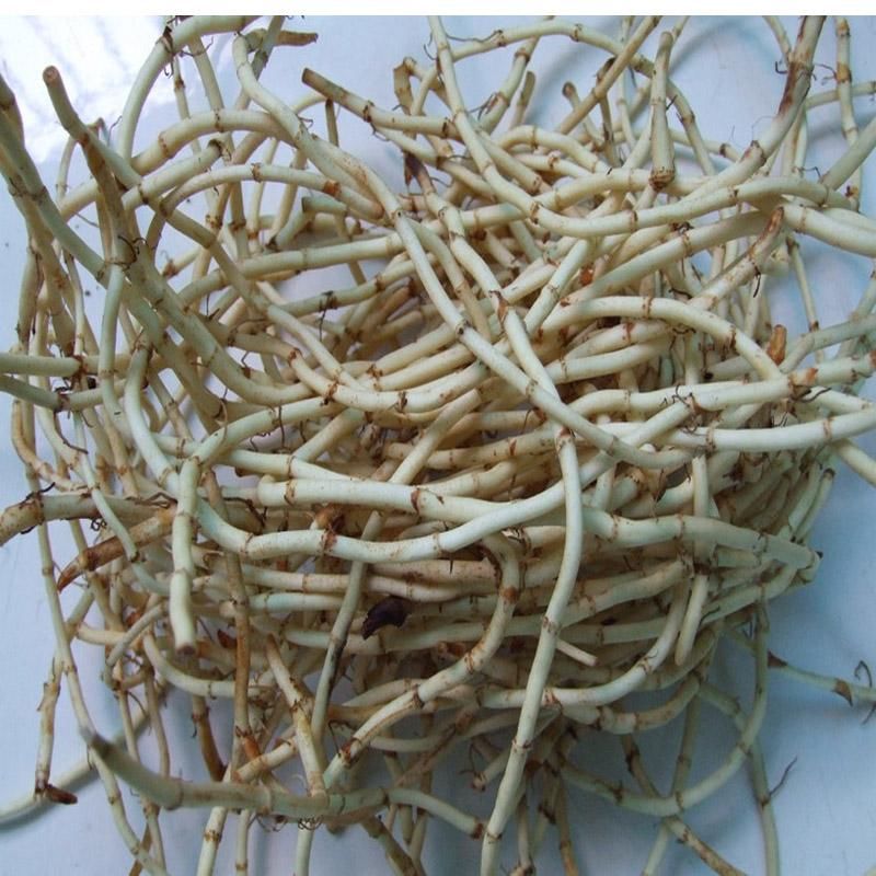 如此寻常食物,吃着吃着白发就变黑了,原因何在