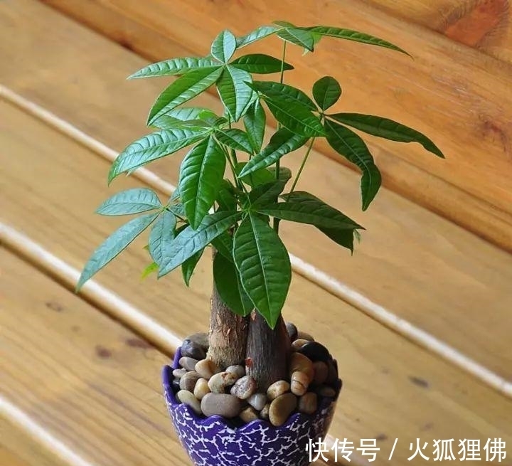 秋冬|秋冬发财树怎么养?知道这4点就够了,保证枝繁叶茂